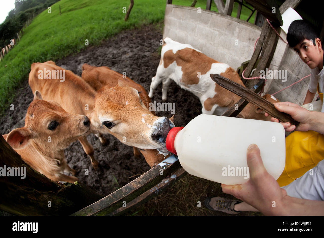 Feeding hungry calves on Costa Rican dairy farm Stock Photo Alamy