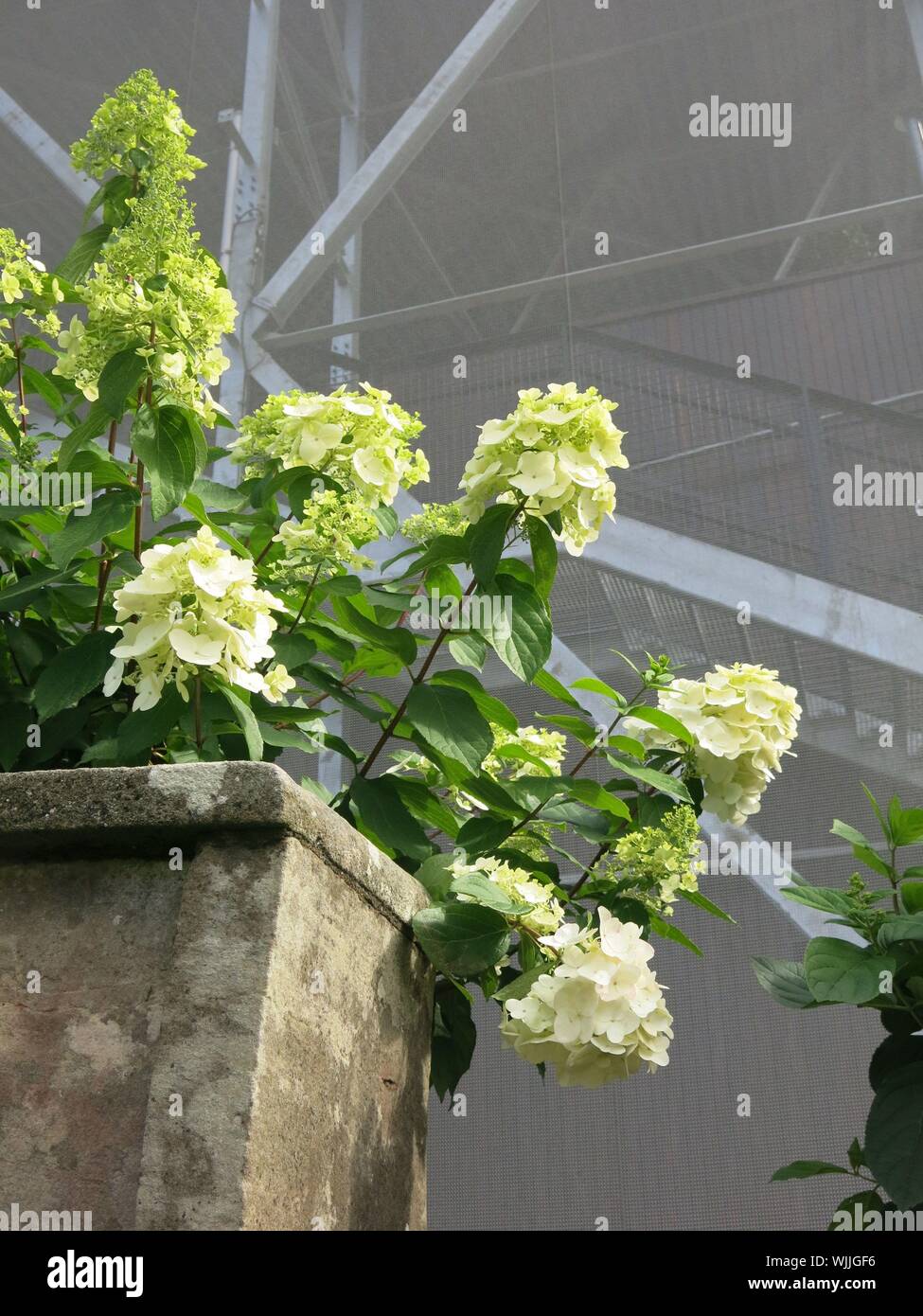 A bushy white hydrangea grows in front of the high-tech steel and ...