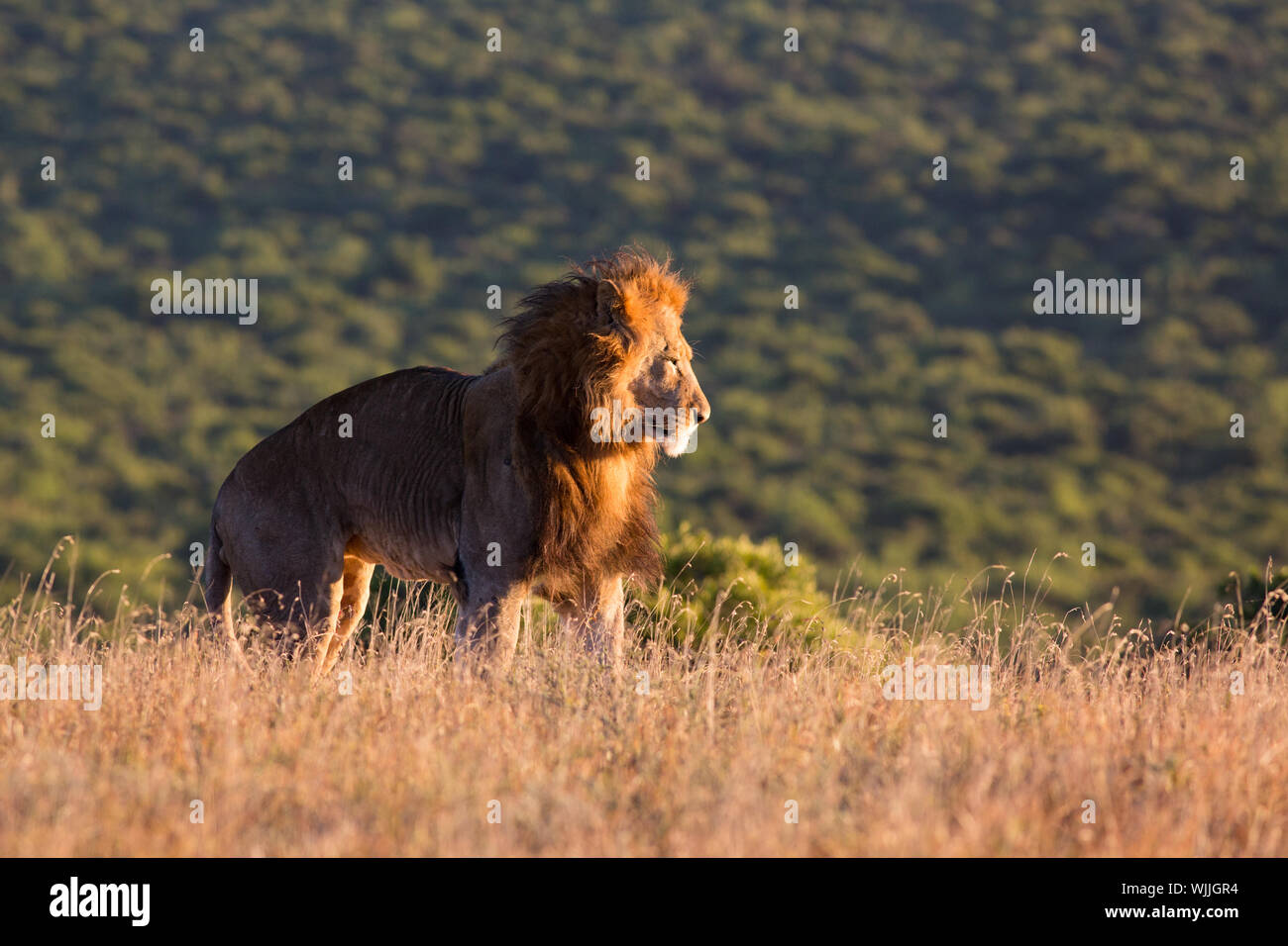 A hungry Addo lion rises from his resting place near Zuurkop, Addo National Park, South Africa Stock Photo