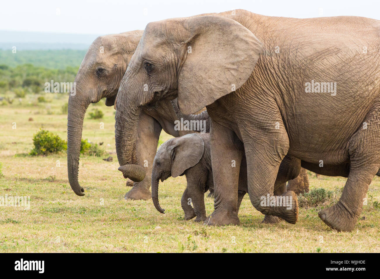 A group of elephants marches forward after passing Hapoor dam in Addo National Park, South Africa Stock Photo