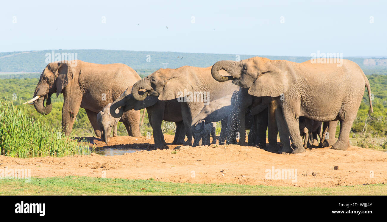 A large herd of African elephant drinks from the bountiful waters of Hapoor Dam, Addo National Park, South Africa Stock Photo