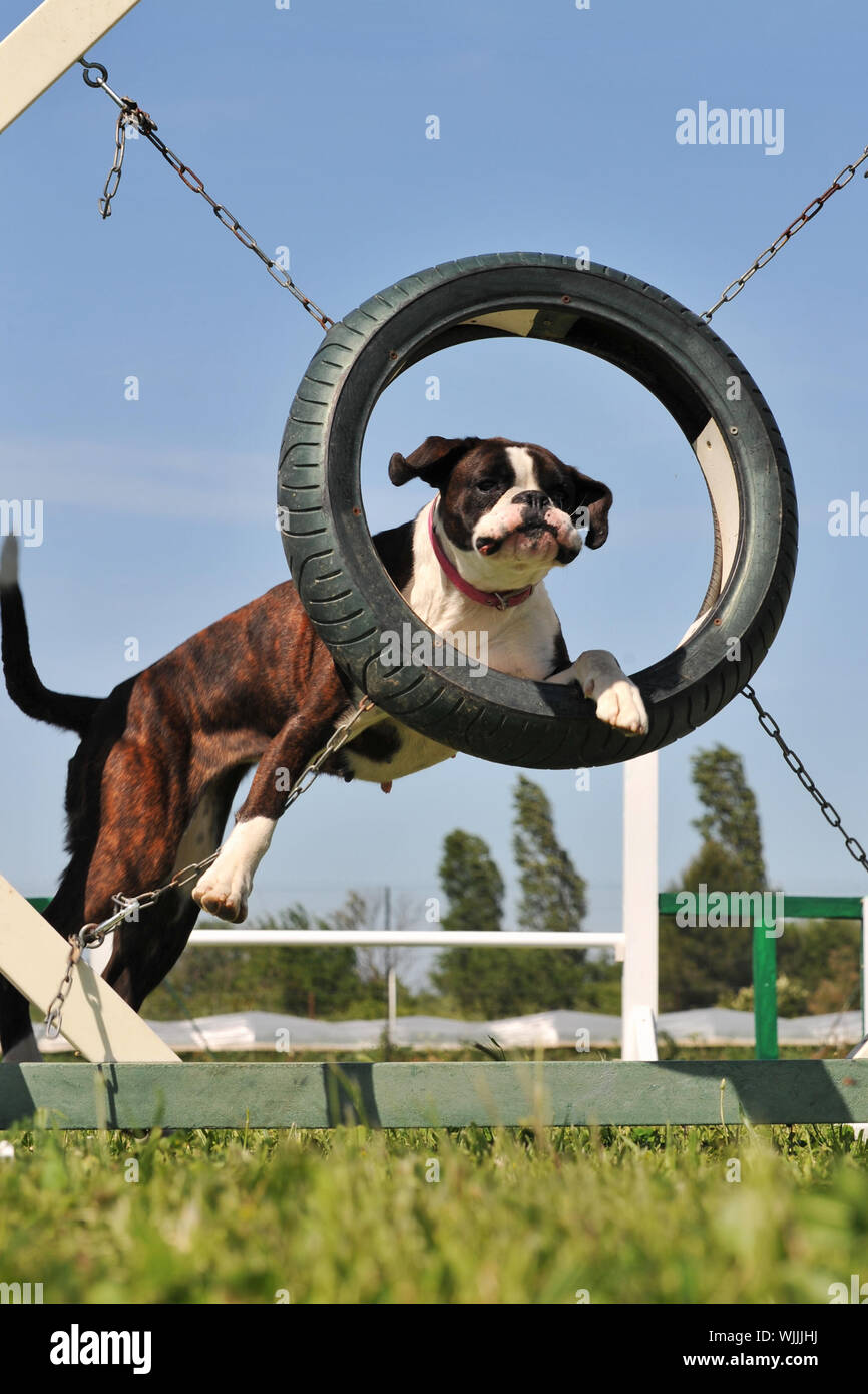 beautiful purebred boxer jumping in a circle Stock Photo Alamy