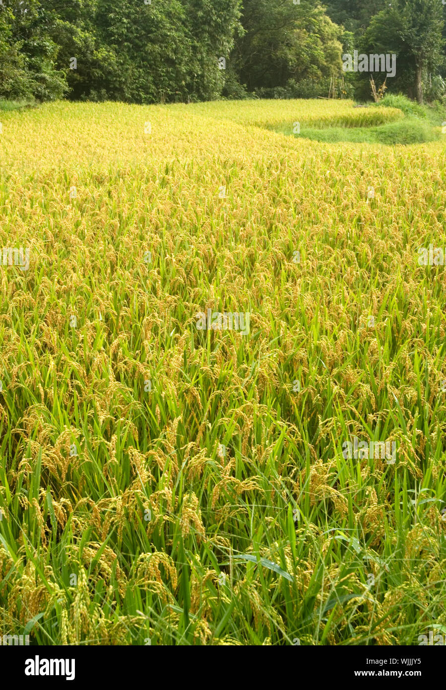 Here are ripe rice with beautiful yellow color Stock Photo - Alamy
