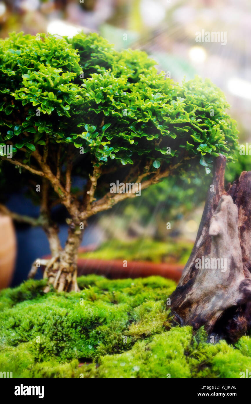 Bonsai trees in pots with Moss in nature Stock Photo Alamy