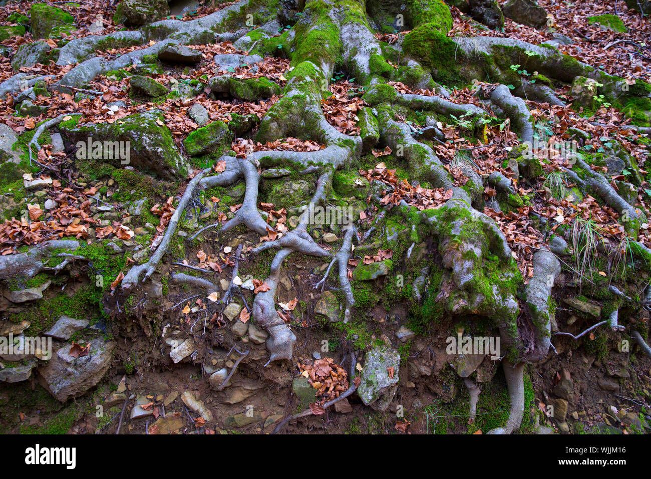 Autumn beech tree forest roots in Pyrenees Valle de Ordesa Huesca Spain Stock Photo