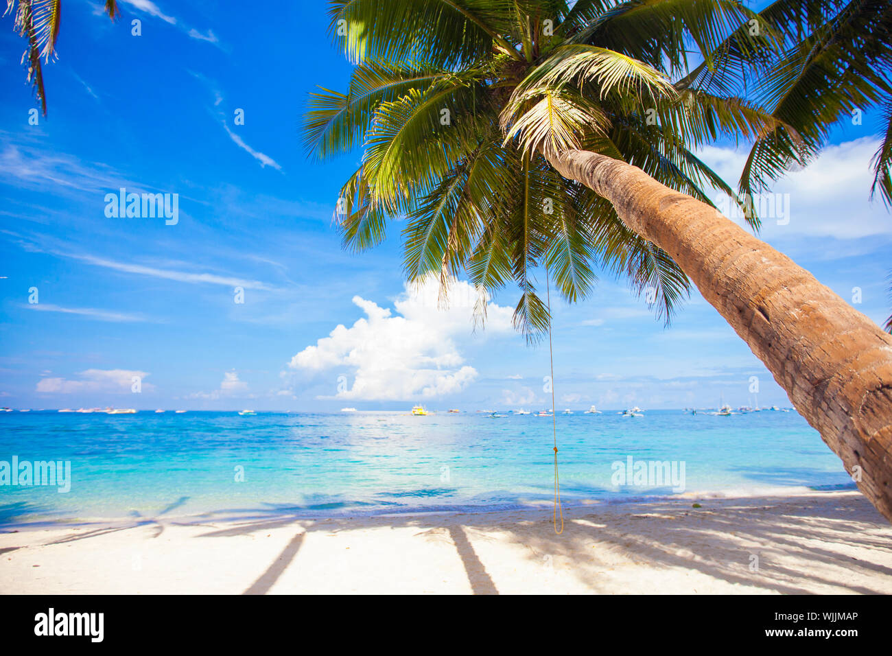 Coconut Palm tree on the sandy beach background blue sky Stock Photo ...