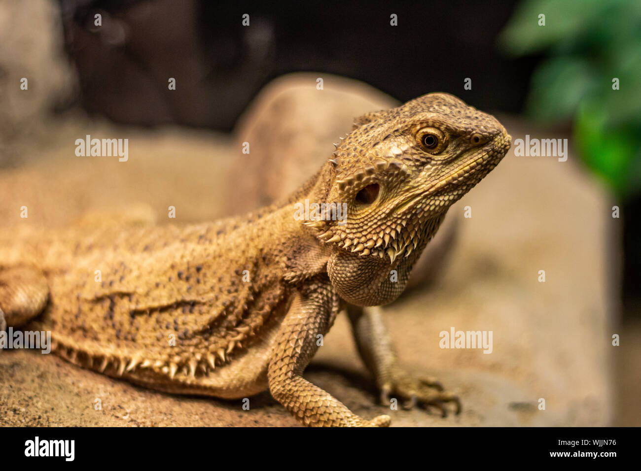 A close-up of a bearded dragon shows the spiny scales that make up this lizard's trademark 'beard'. Stock Photo