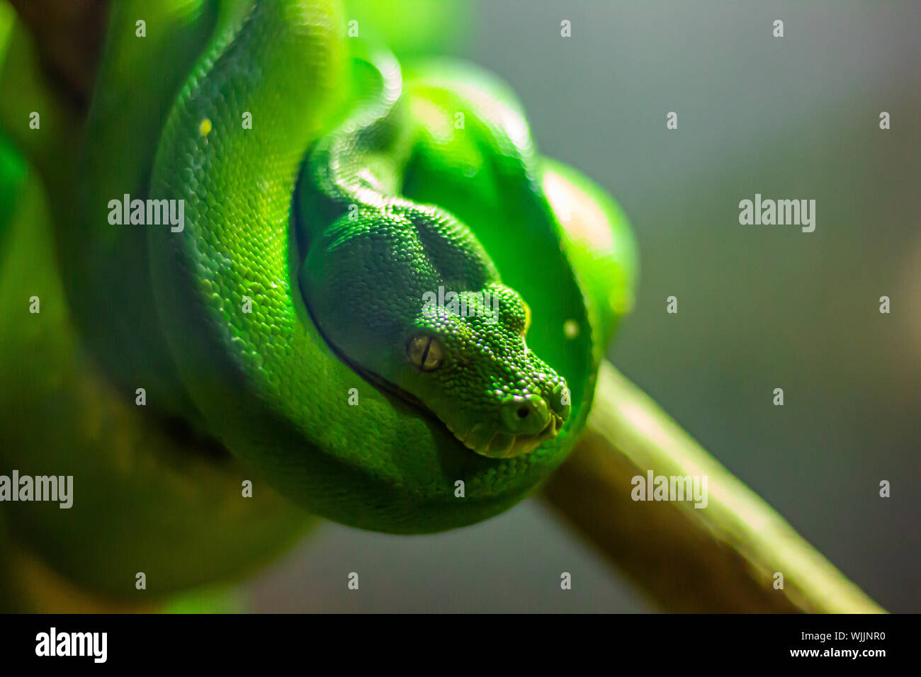 A bright green tree python rests on a branch in the coiled-up position ...