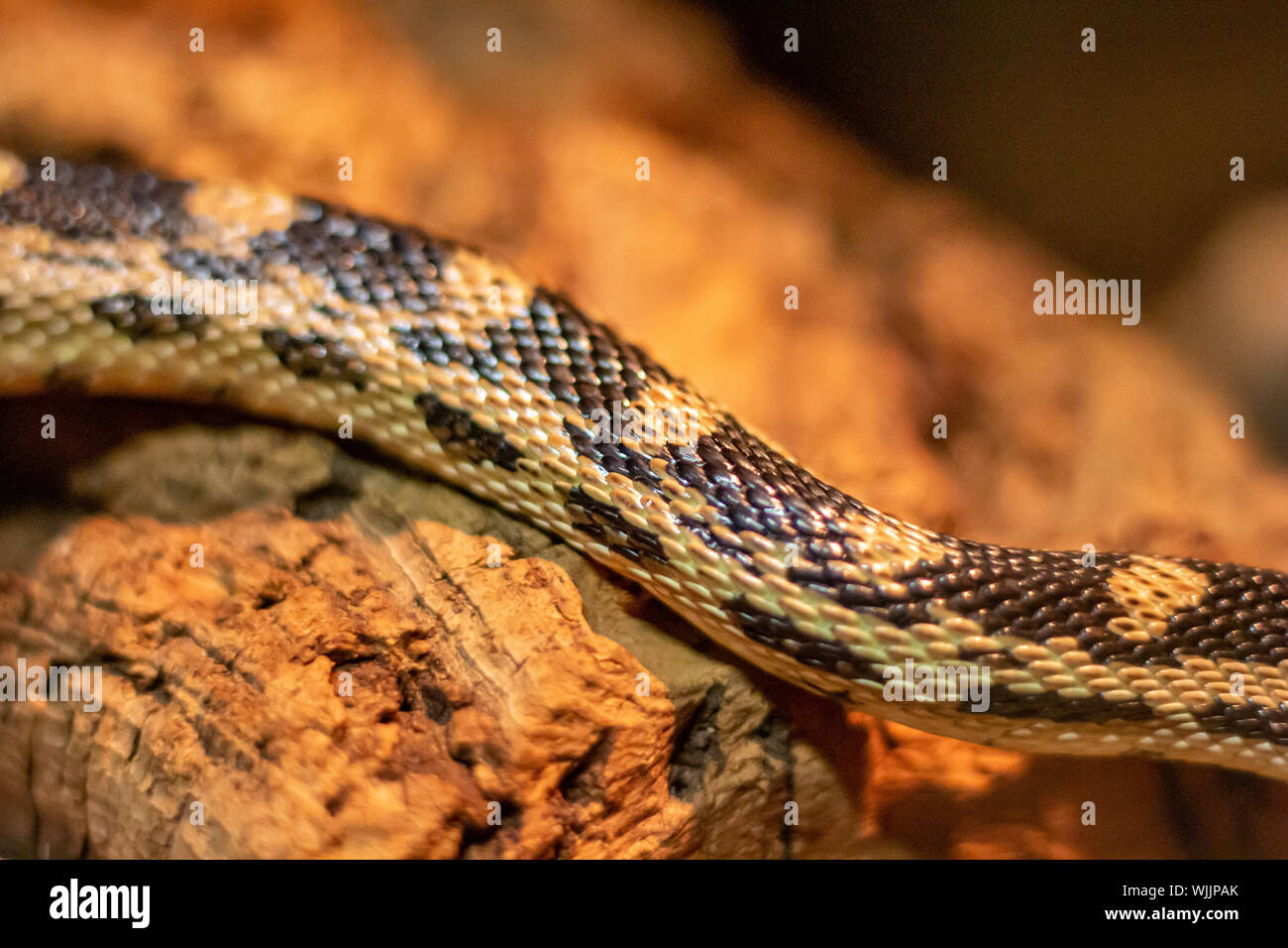 The body of a bullsnake is viewed up close as it slithers along a rock, showing its shiny scales and texture. Stock Photo