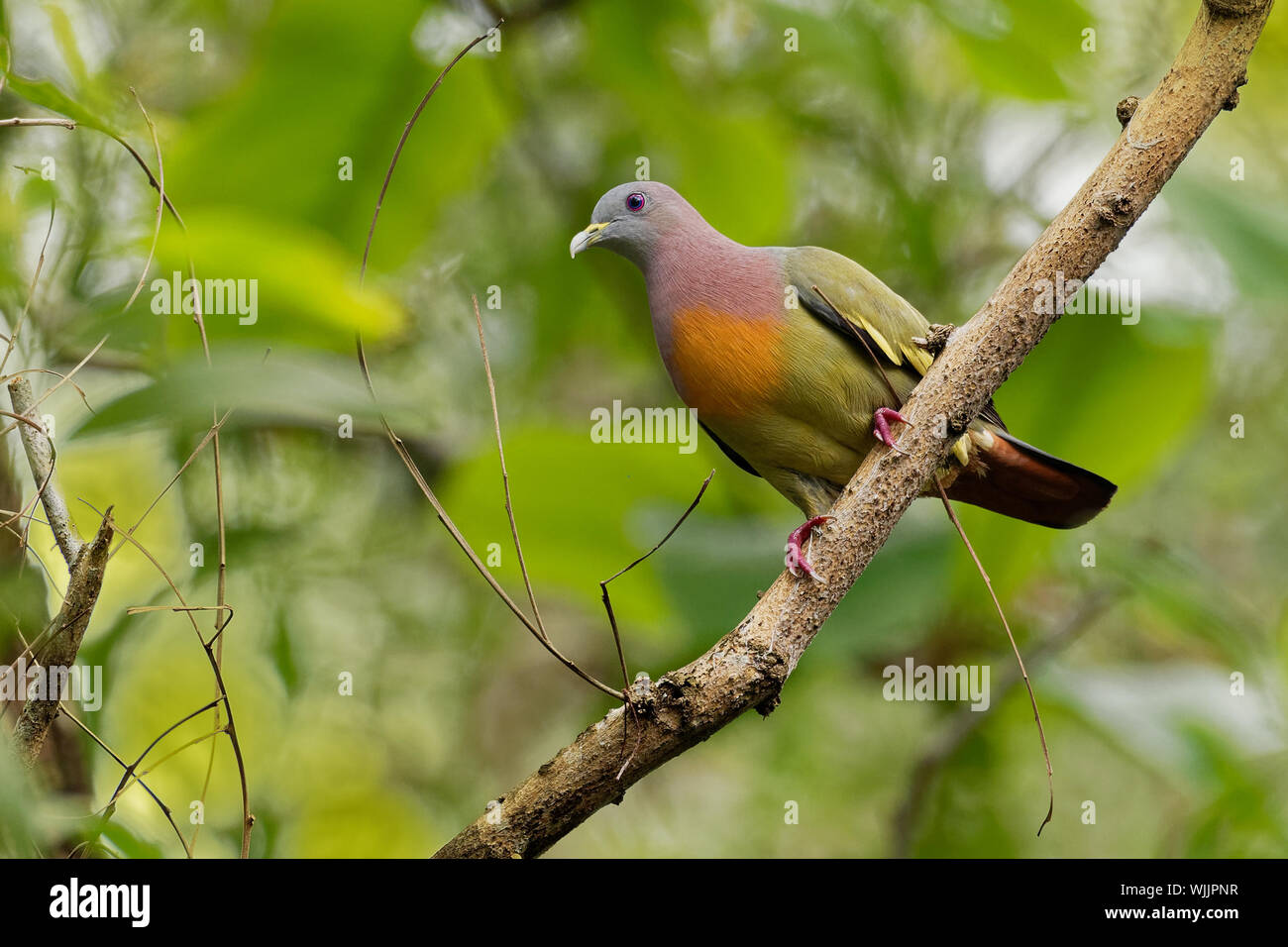 Pink-necked Green-Pigeon - Treron vernans species of bird family, Columbidae, common in Southeast Asia, from Myanmar and Vietnam south through to isla Stock Photo