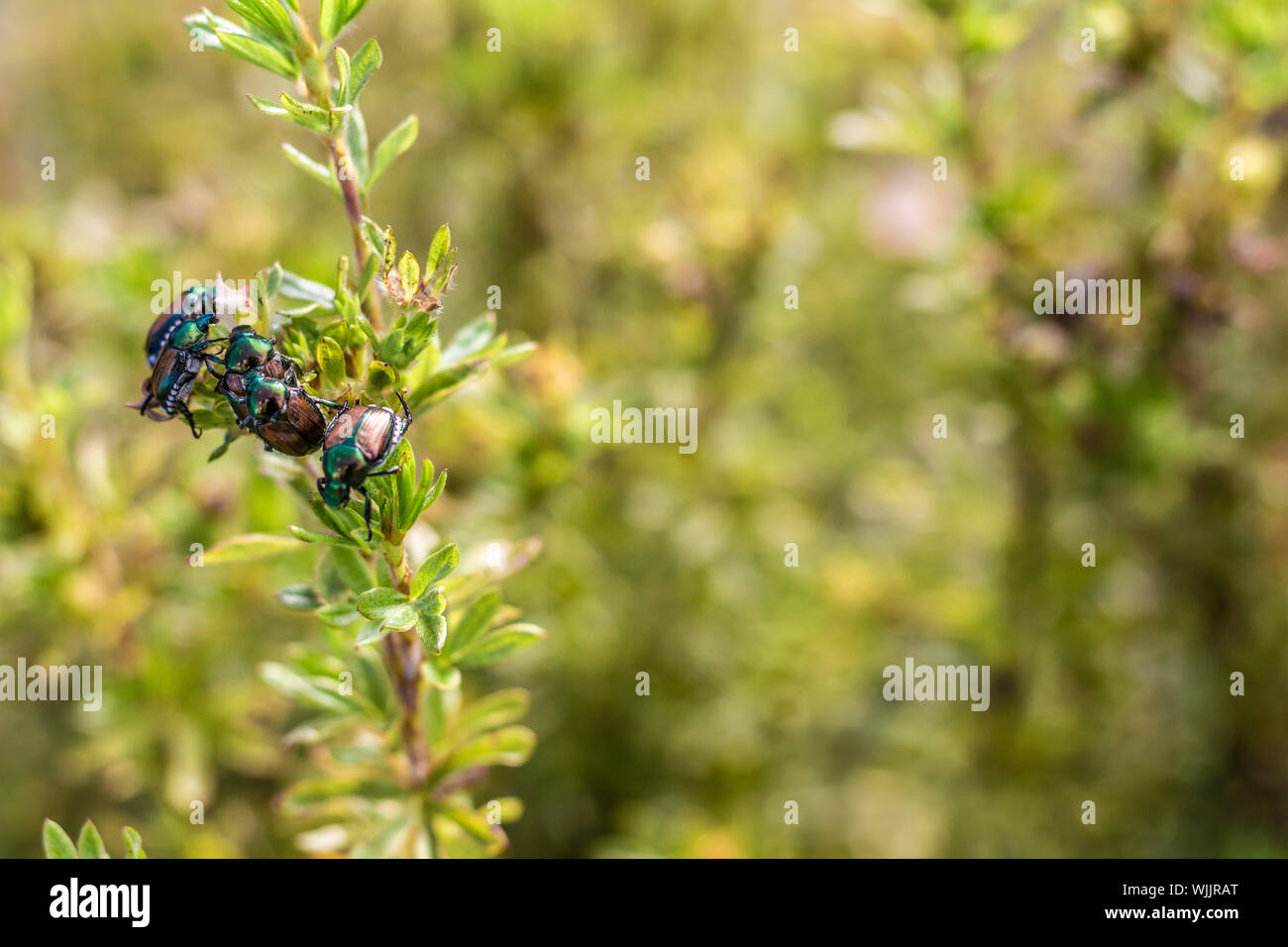 Five Japanese beetles are gathered together on a single branch of a bush in a garden, in front of a blurred background of surrounding foliage. Stock Photo