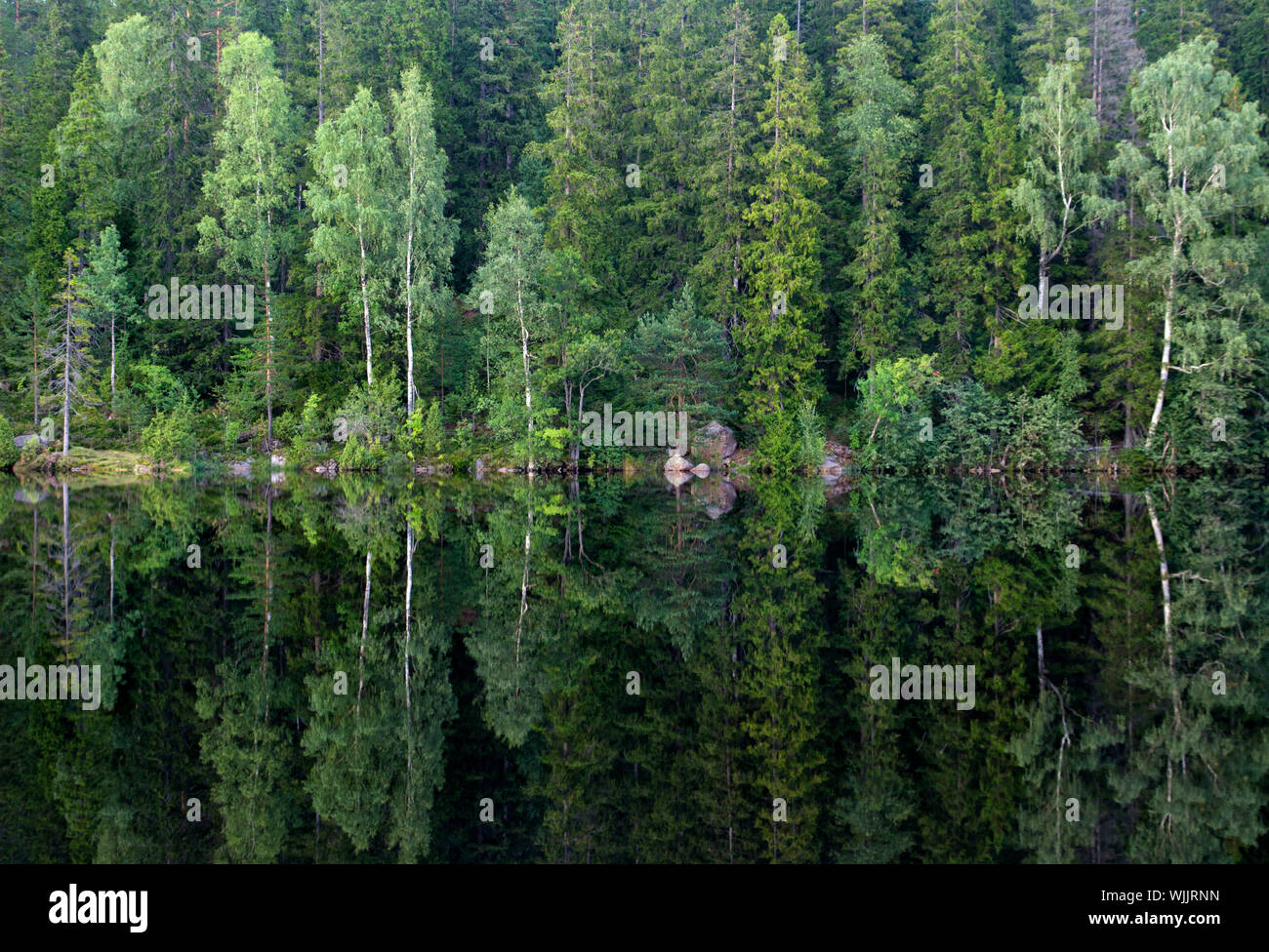 Pine trees at lake hi-res stock photography and images - Alamy