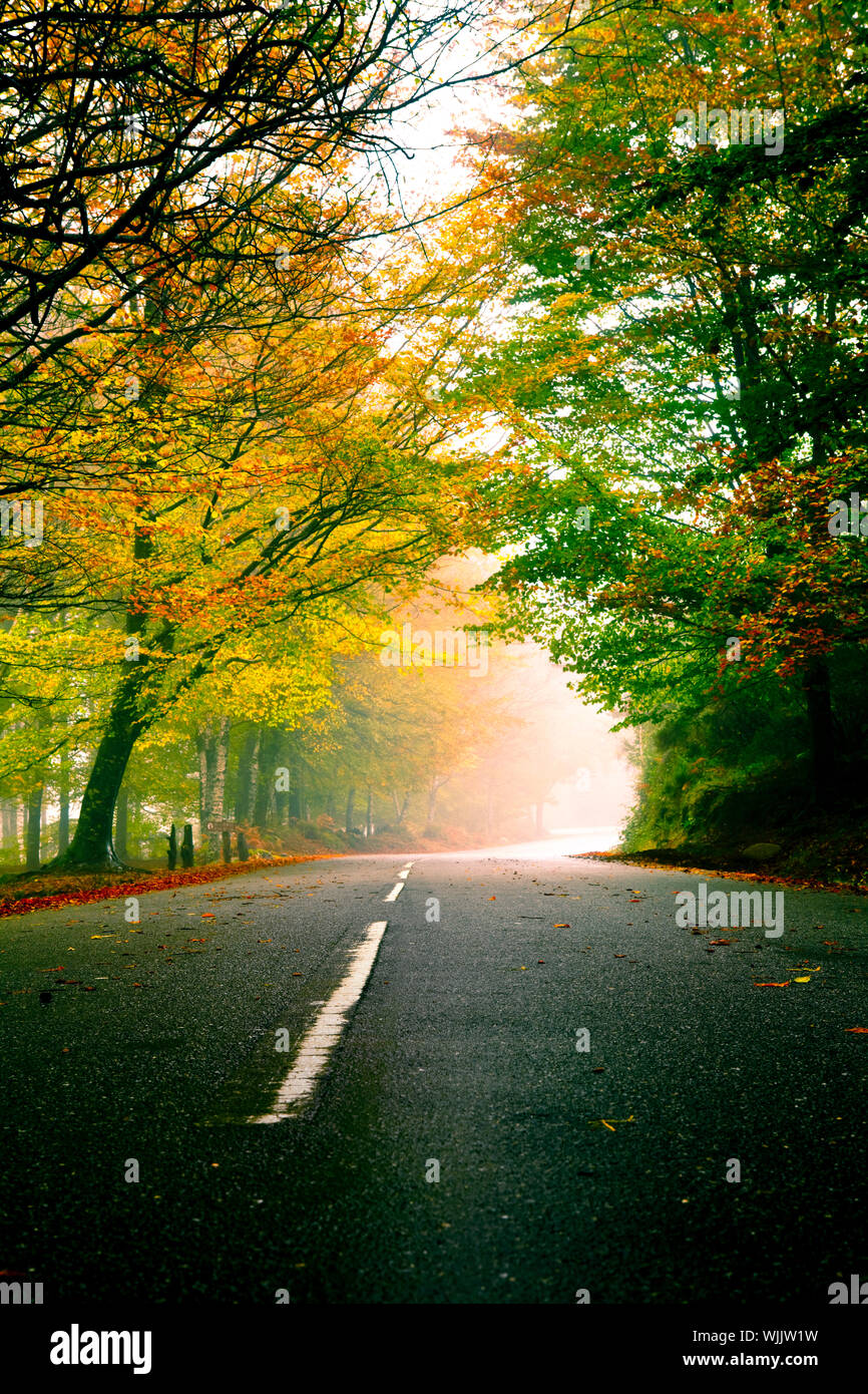 Autumn landscape with a beautiful road with colored trees Stock Photo ...