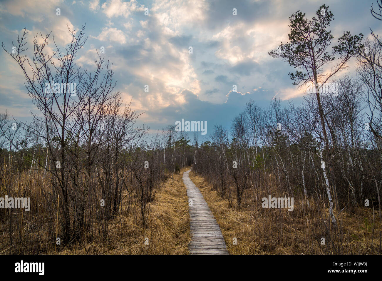 Wanderung Durch Das Ibmer Moor Oberosterreich Stock Photo Alamy