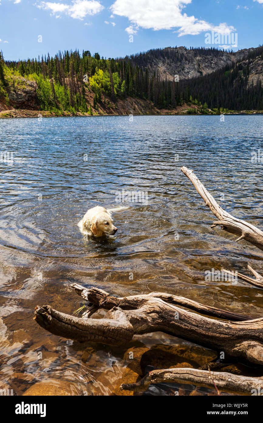 Platinum colored Golden Retriever dog swimming in Boss Lake; elevation 10,880 feet; near Continental Divide; Rocky Mountains; Colorado; USA Stock Photo