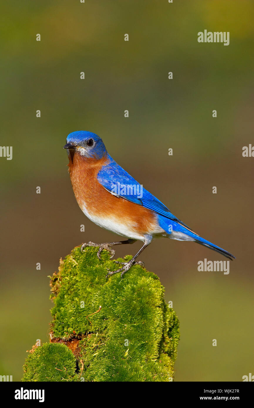 Male eastern bluebird hi-res stock photography and images - Alamy
