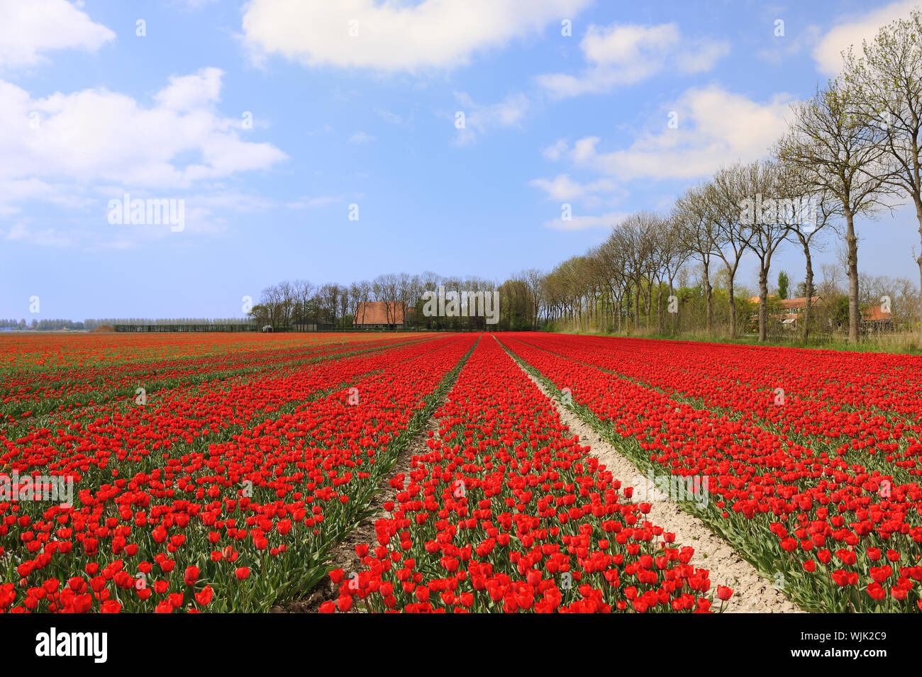 Red tulips in the fields in Holland Stock Photo - Alamy