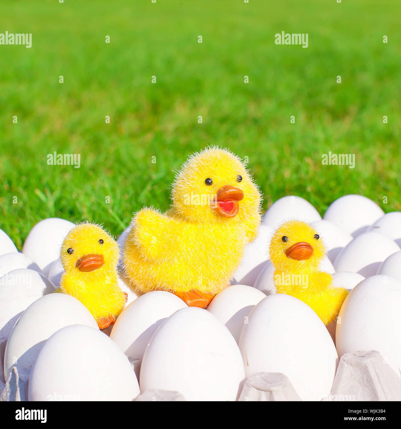 White chicken eggs in an egg holder and yellow chickens Stock Photo Alamy
