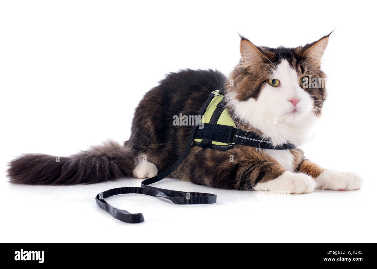 portrait of a purebred maine coon cat on a white background Stock Photo ...