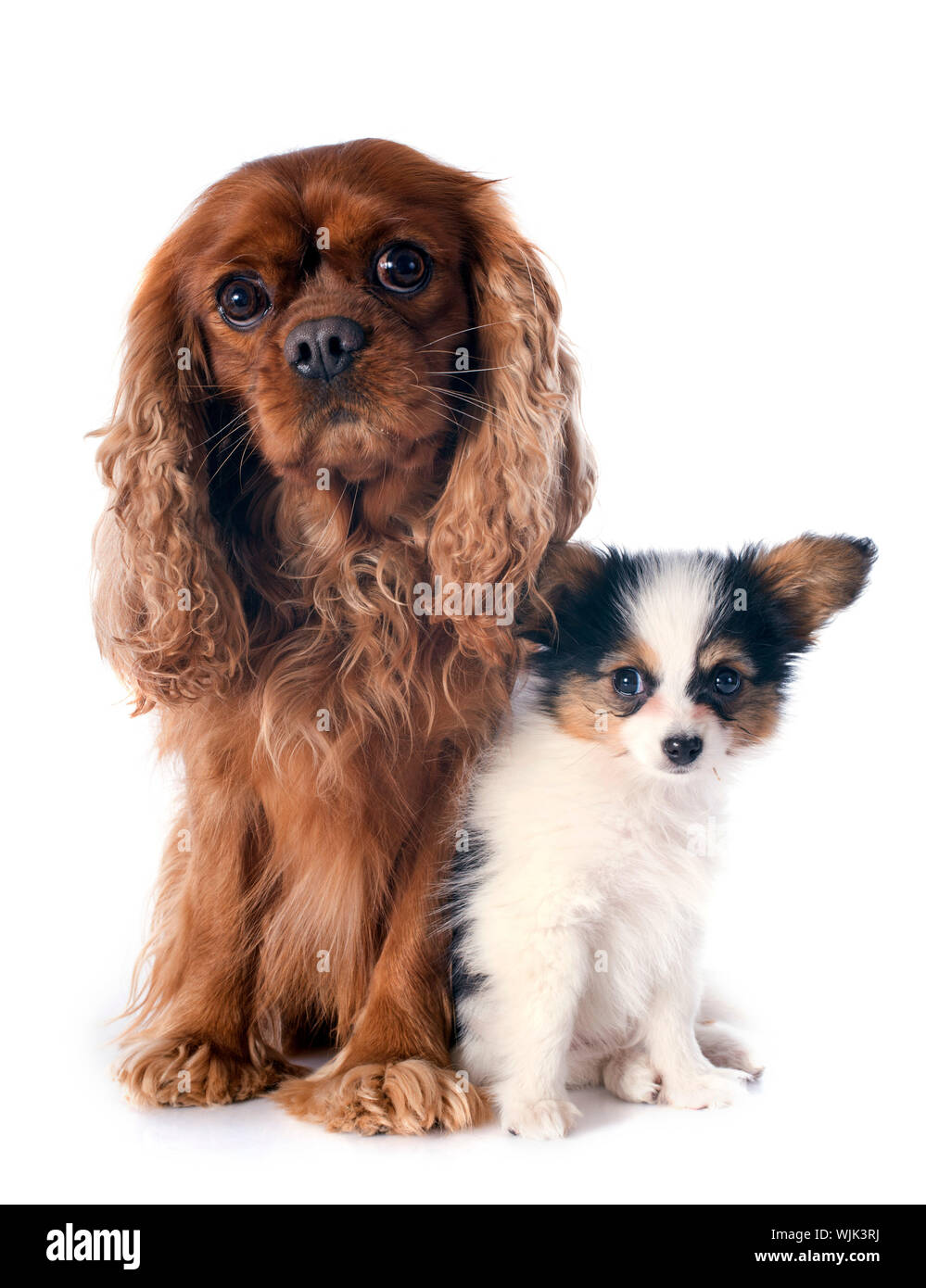 Papillon and cavalier king charles best sale spaniel
