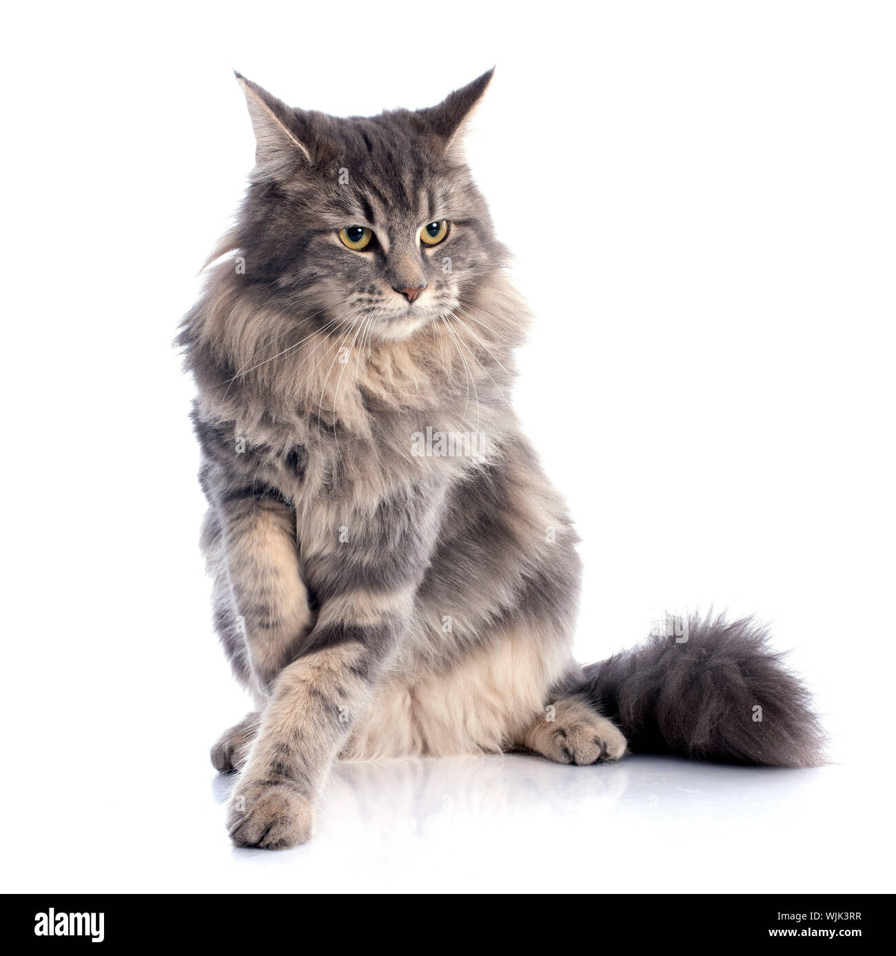 portrait of a purebred maine coon cat on a white background Stock Photo ...