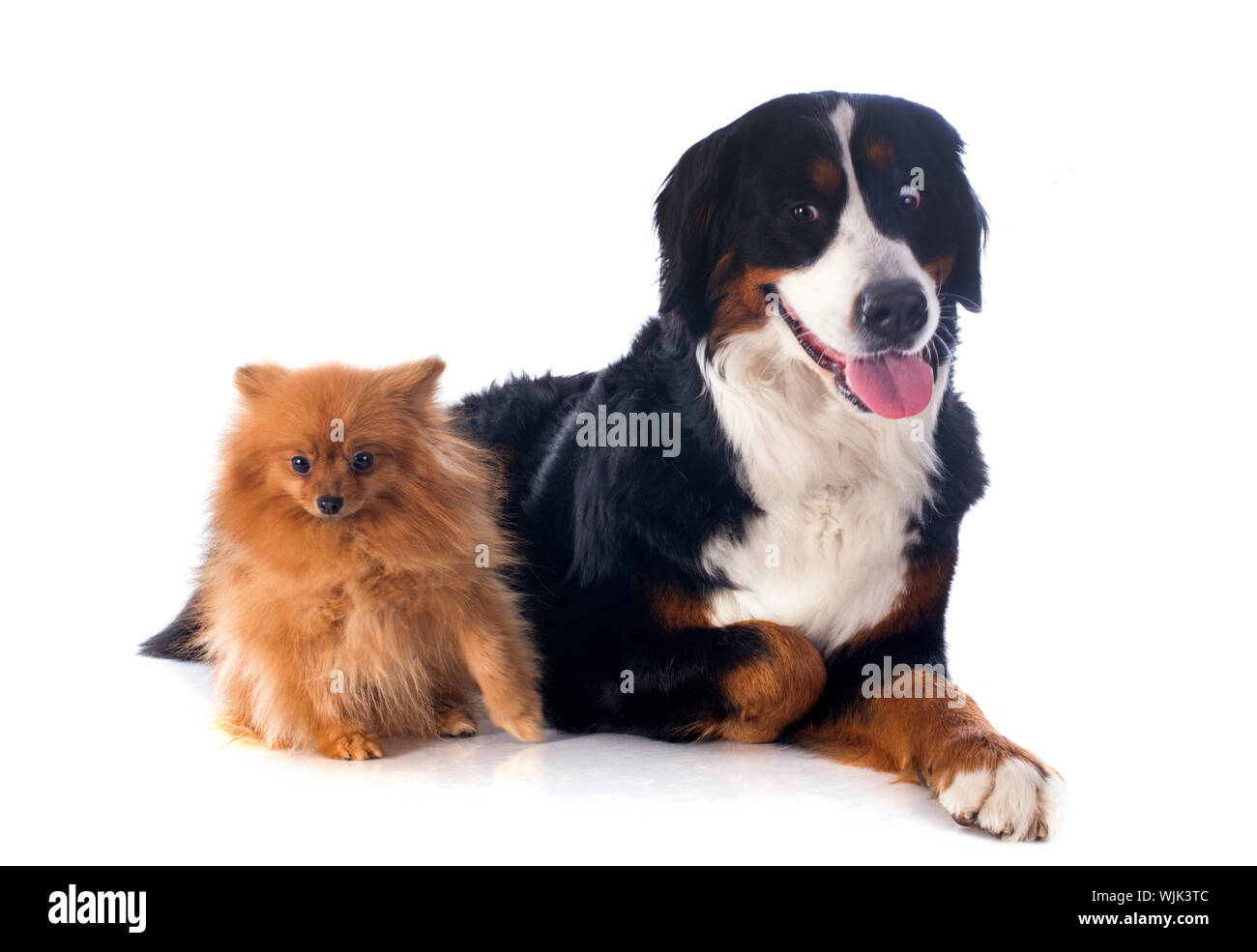 Pomeranian bernese mountain dog deals mix