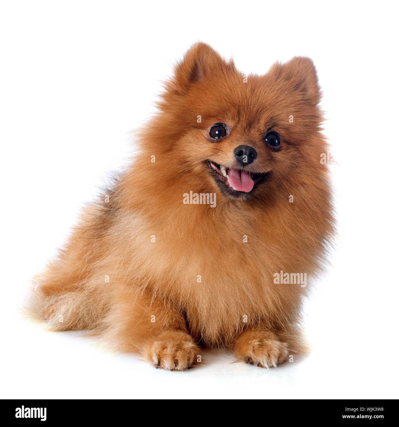 Pedigree for pomeranian 2025