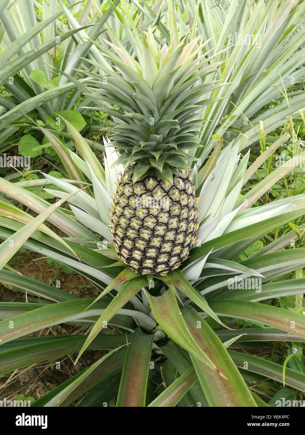 pineapple palm tree fruit