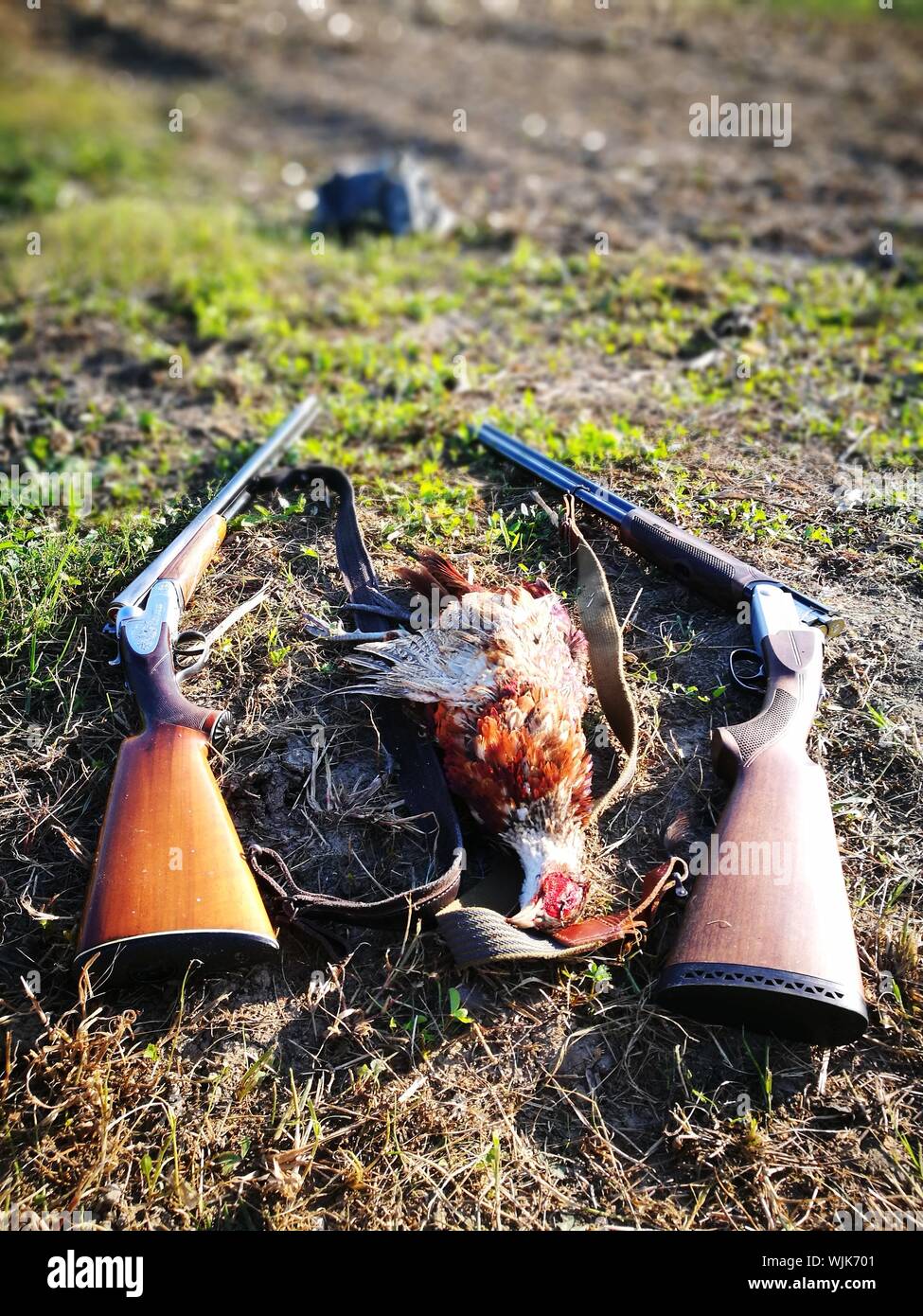 High Angle View Of Dead Gamebird Amidst Rifles On Field Stock Photo