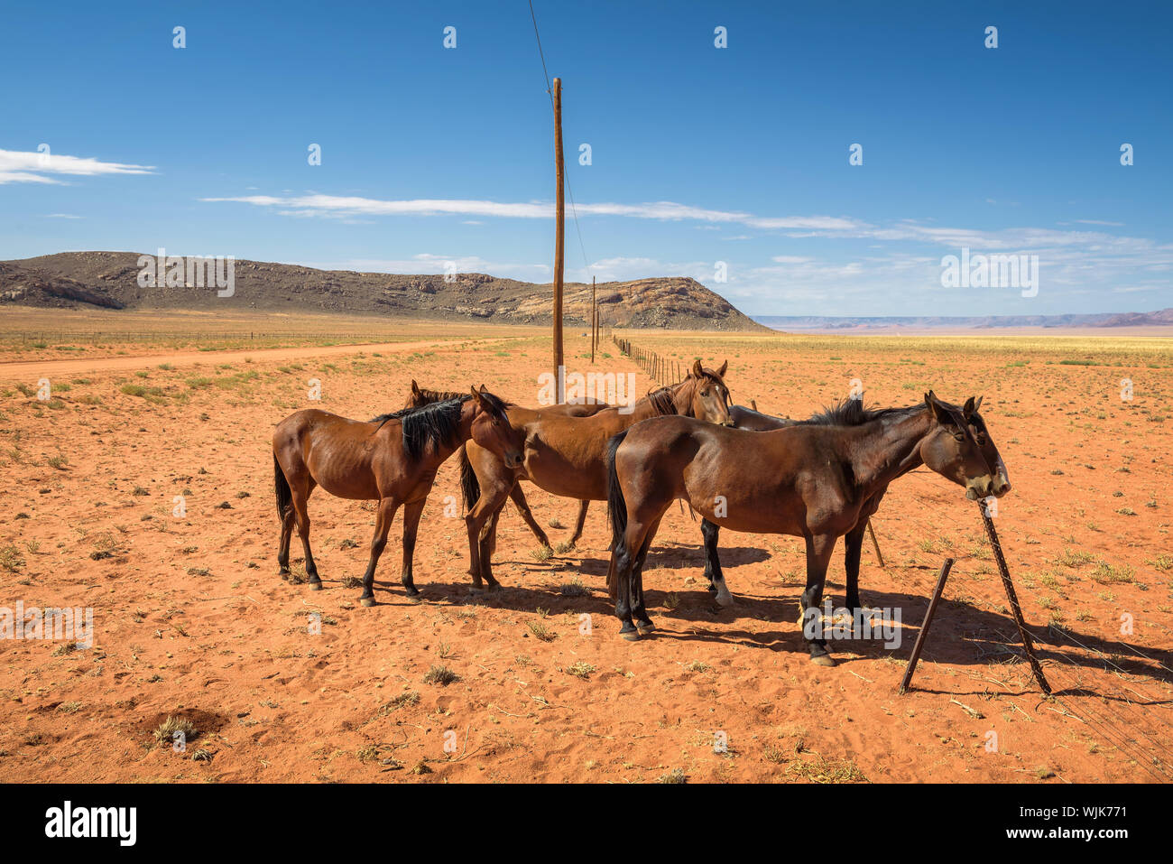 Wild horse of the Namib desert near Aus, south Namibia Stock Photo