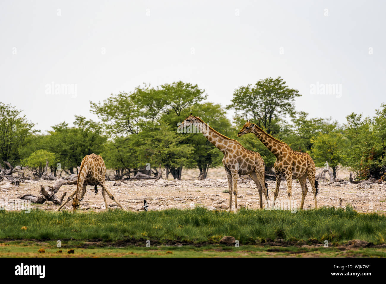 Giraffes drink water from a waterhole in Etosha National Park Stock Photo