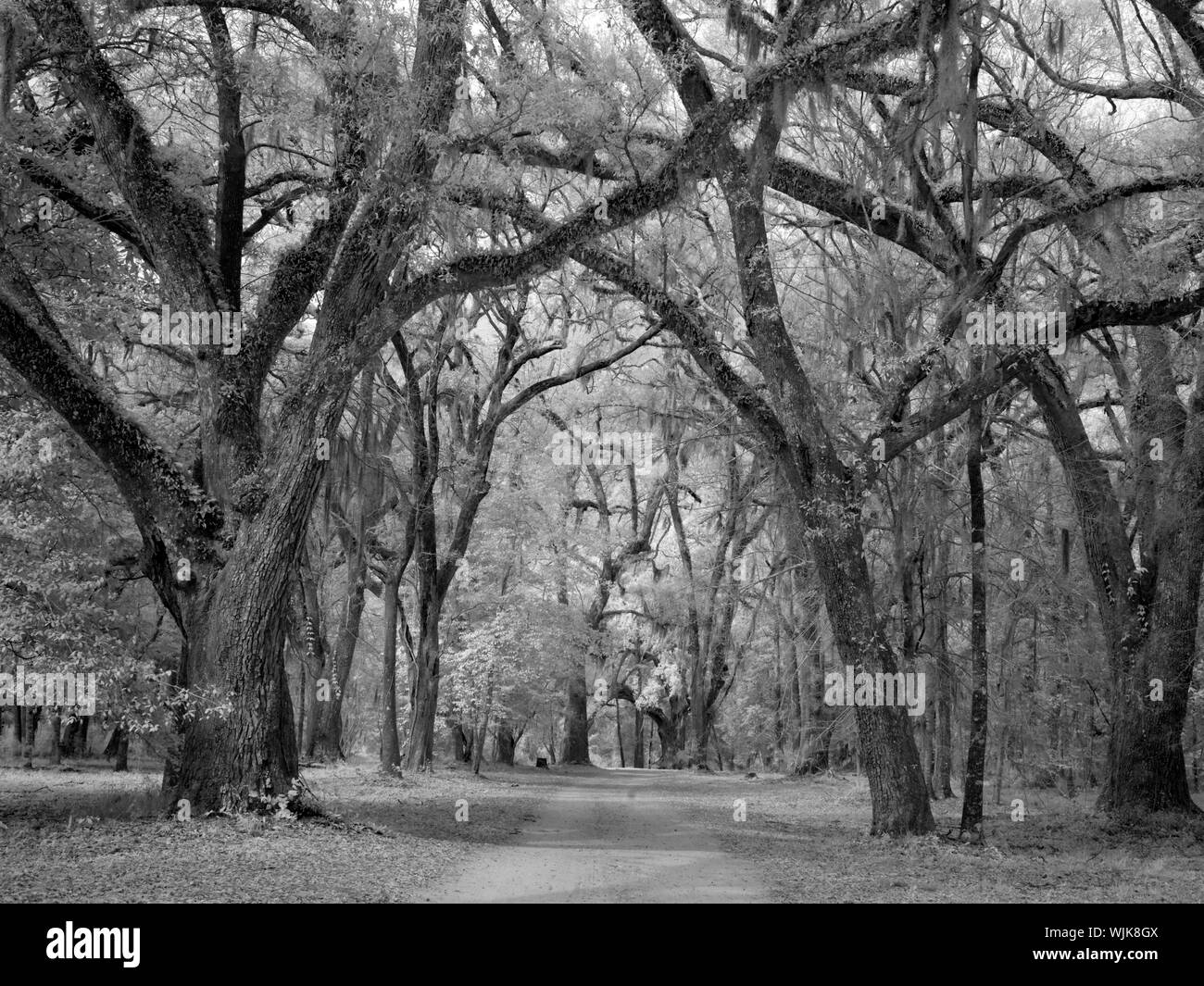 Historic Blakeley State Park, scene of the last major battle of the