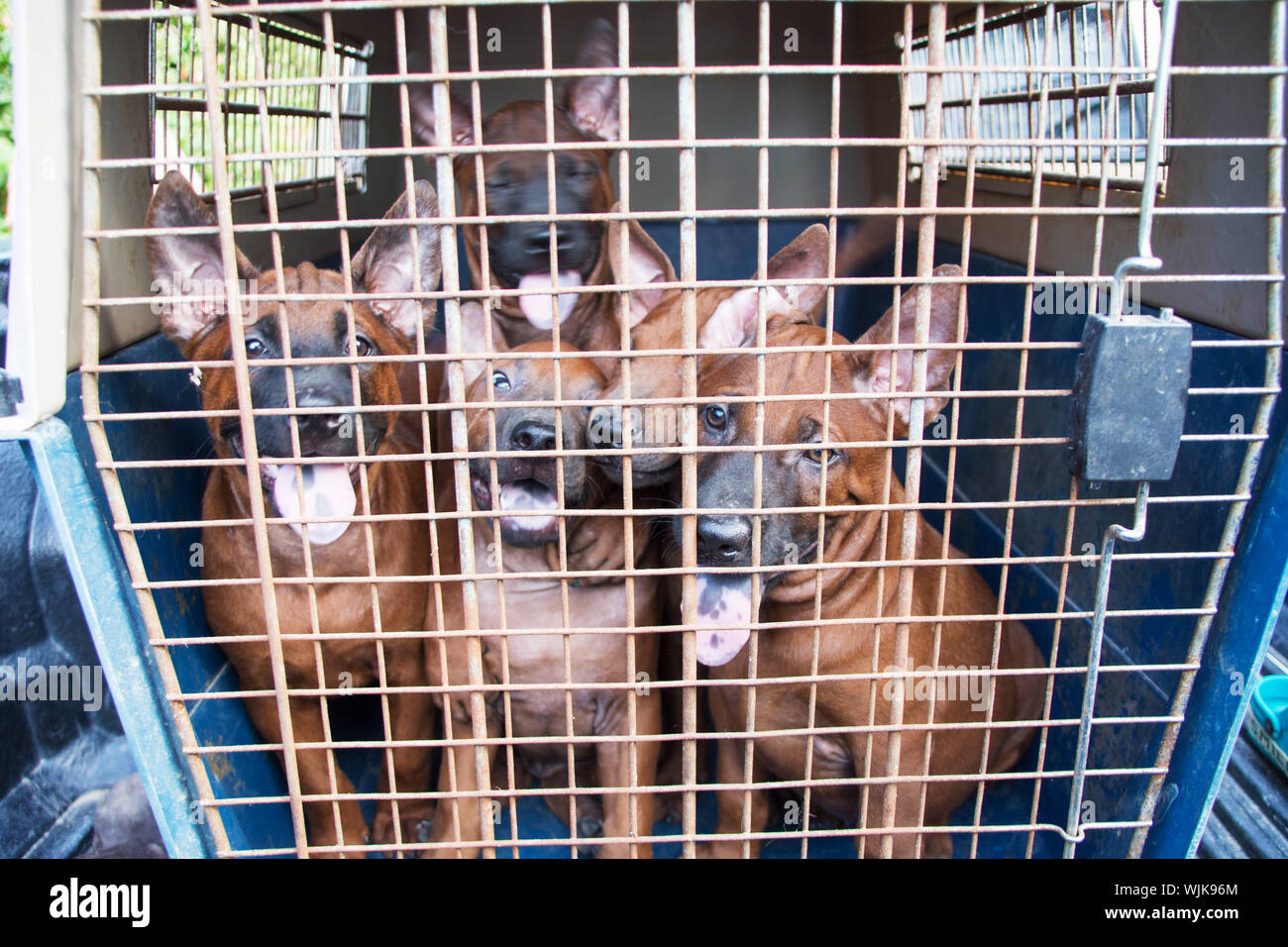 Dogs In Cage Stock Photo Alamy
