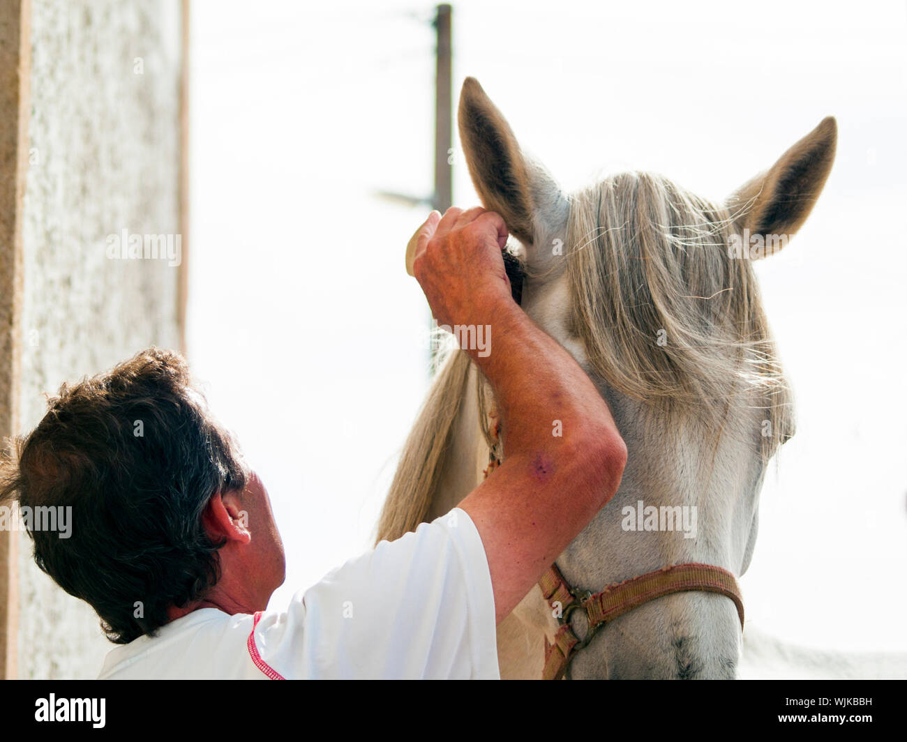 Rancher Combing Horse Hair Stock Photo