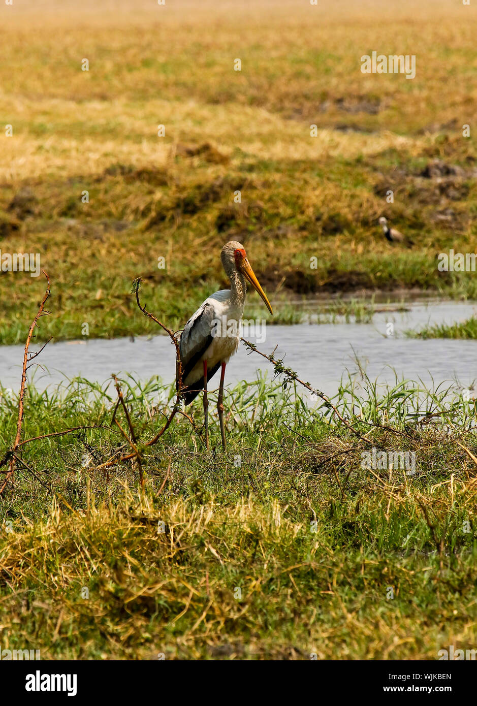 Yellow-Billed Stork,(Ibis Ibis) or (Mycteria ibis). Busanga Plains. Kafue National Park. Zambia Stock Photo