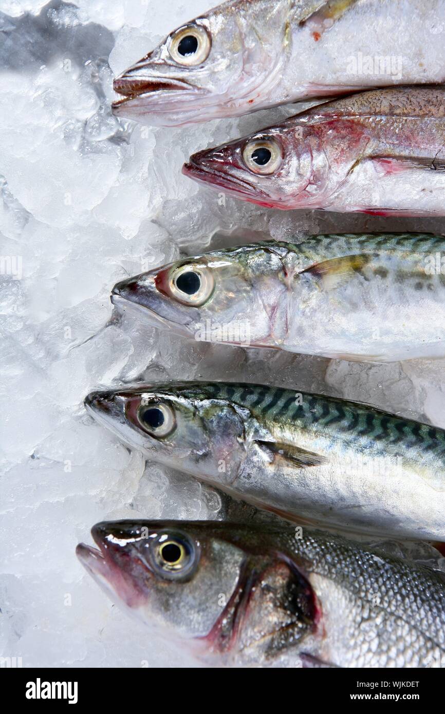 Goggle eye mackerel live bait fish hook tackle — Stock Photo