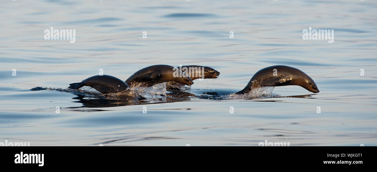 Seals swim and jumping out of water . Cape fur seal (Arctocephalus