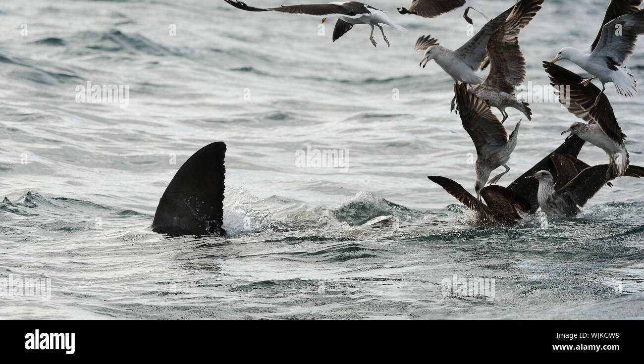 Fin of a white shark  and Seagulls eat oddments from production of a Great white shark (Carcharodon carcharias) Stock Photo