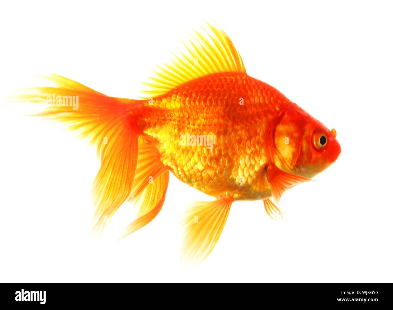 single goldfish animal isolated on white background Stock Photo - Alamy