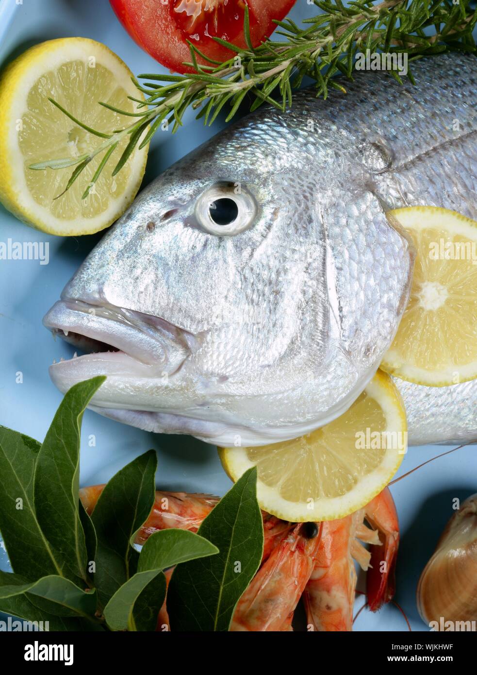 Denton, Mediterranean sparus fish, family of gilthead and snapper Stock ...