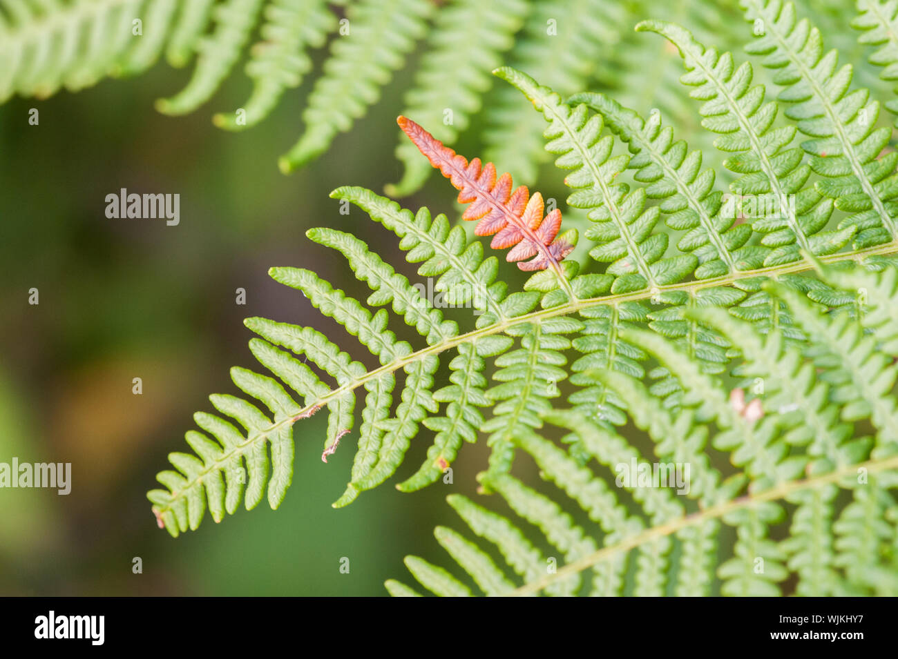 Tri Pinnate High Resolution Stock Photography and Images - Alamy
