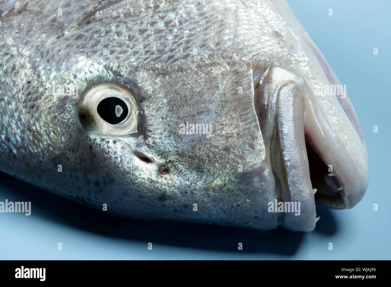 Denton, Mediterranean sparus fish, family of gilthead and snapper Stock