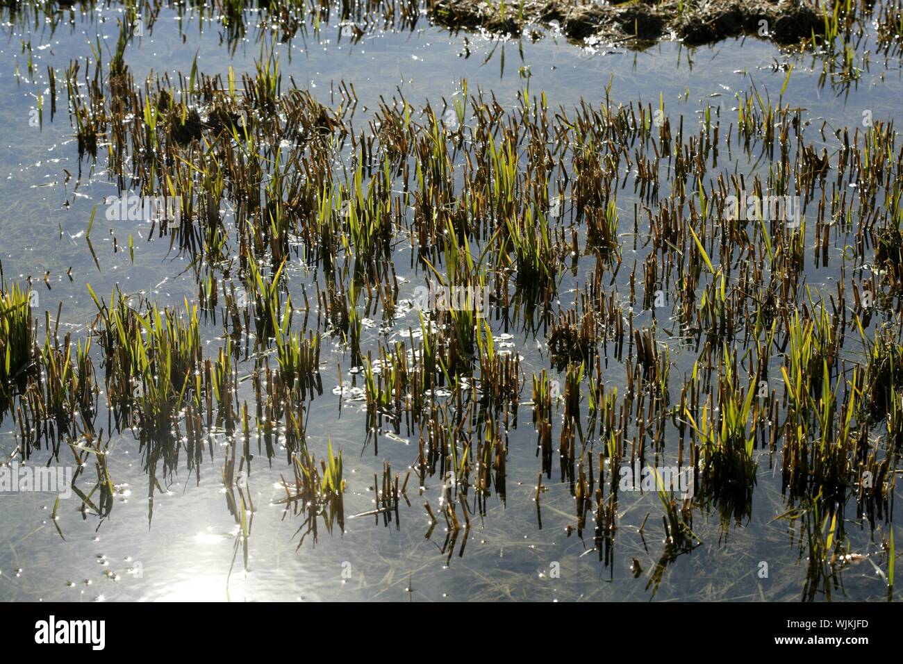 Growing rice fields in Spain. Sun water reflexion Stock Photo Alamy