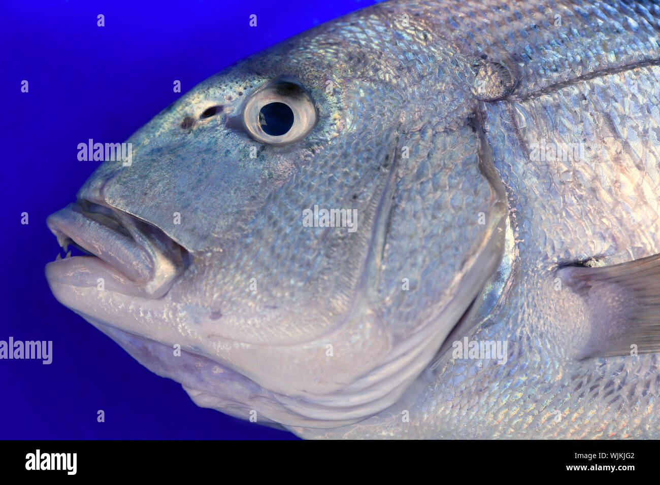 Mediterranean sparus fish family gilthead hires stock photography and
