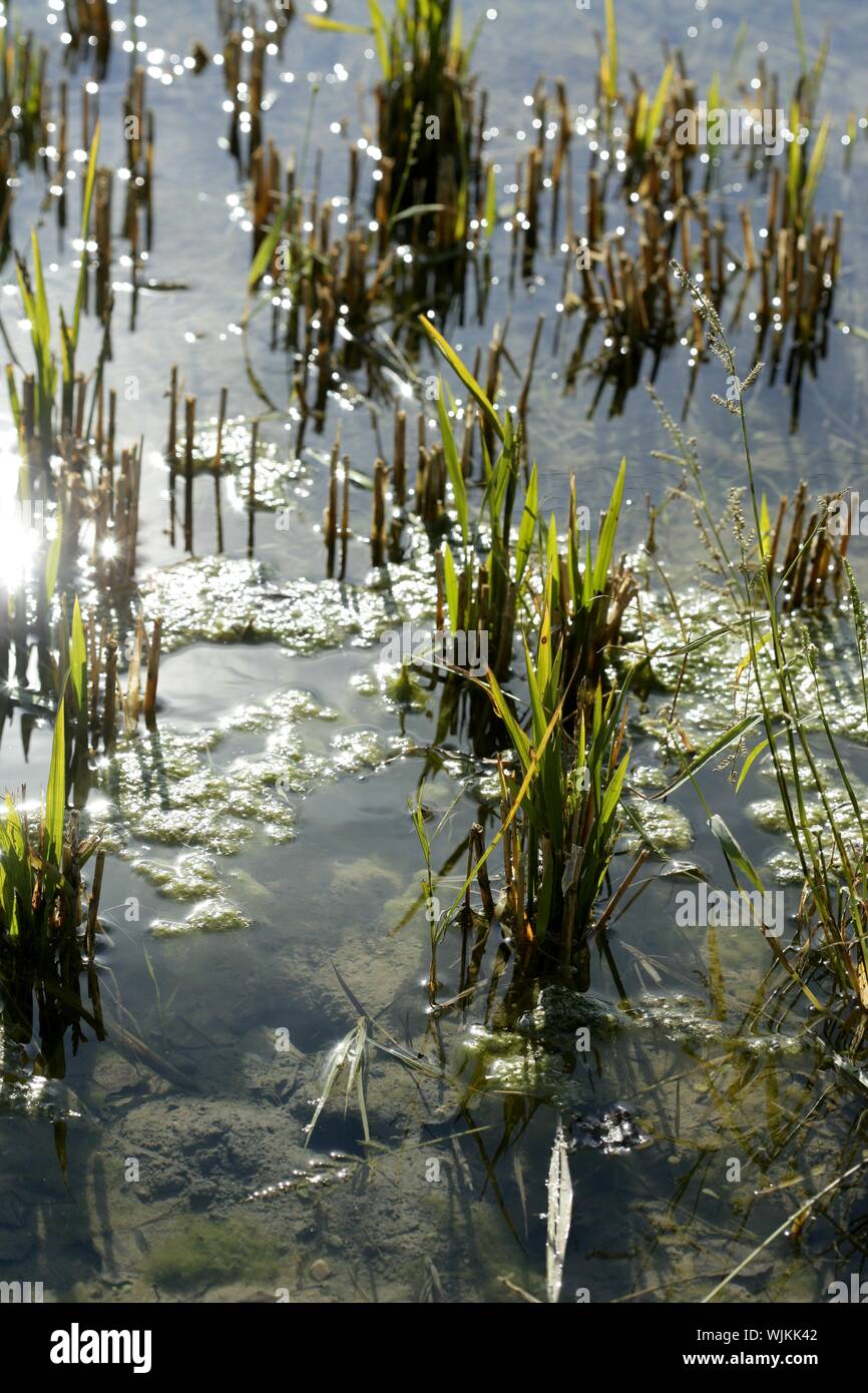 Growing rice fields in Spain. Sun water reflexion Stock Photo Alamy