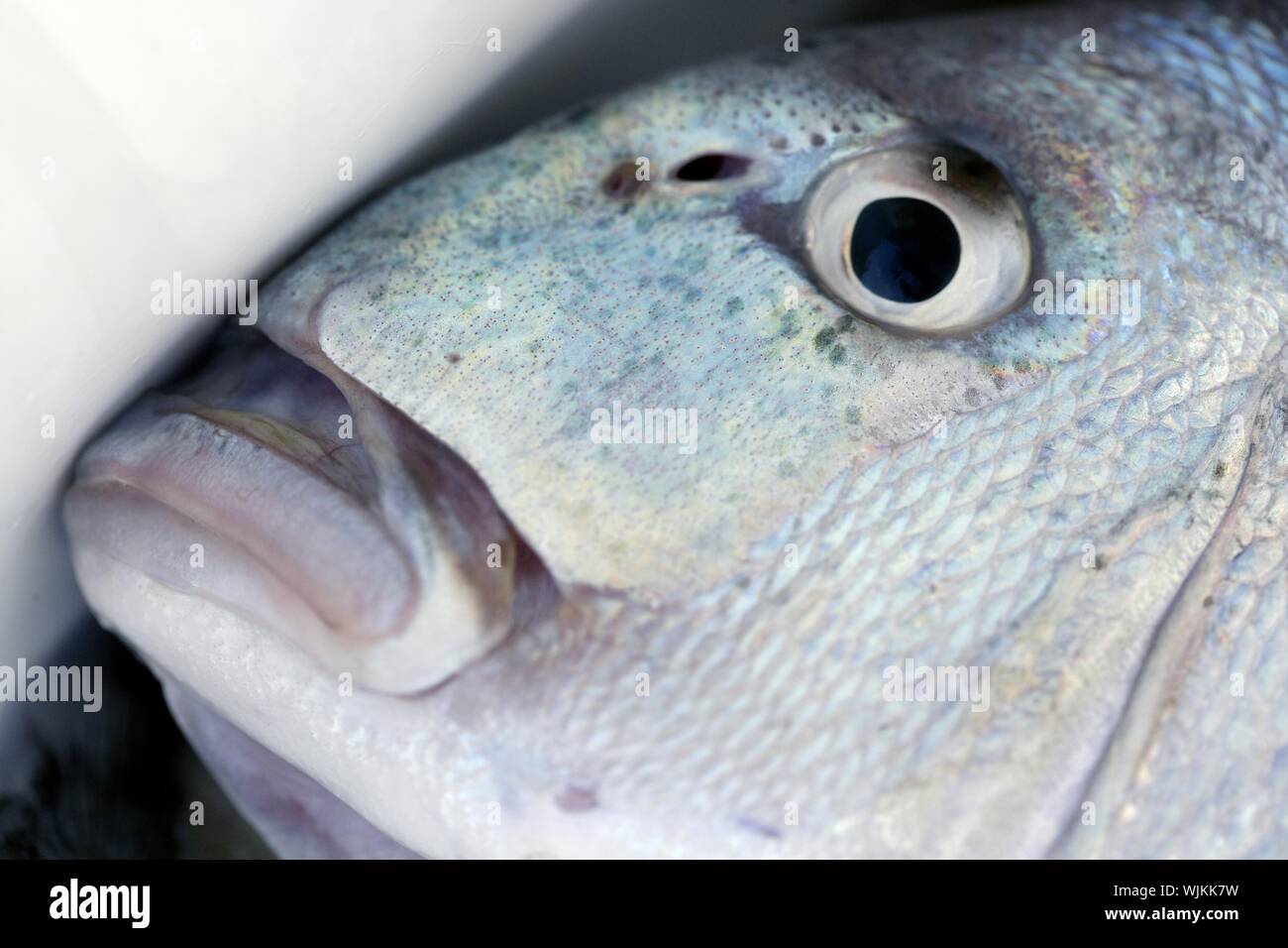 Denton, Mediterranean sparus fish, family of gilthead and snapper Stock