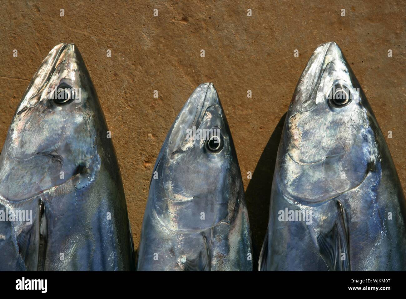Bonito, skipjack tuna, Sarda Sarda in a row, fresh fish Stock Photo