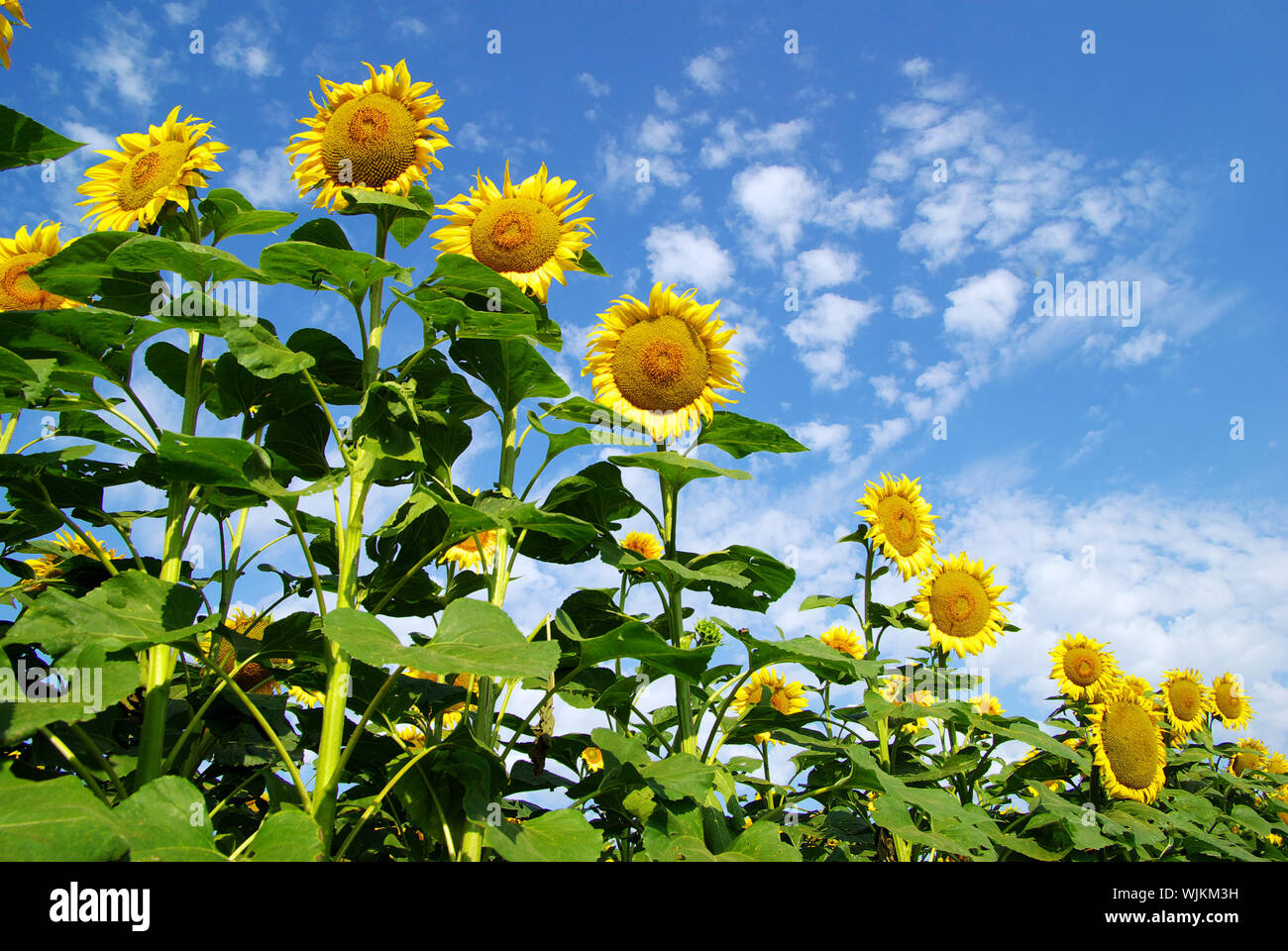 sunflower field over cloudy blue sky Stock Photo - Alamy