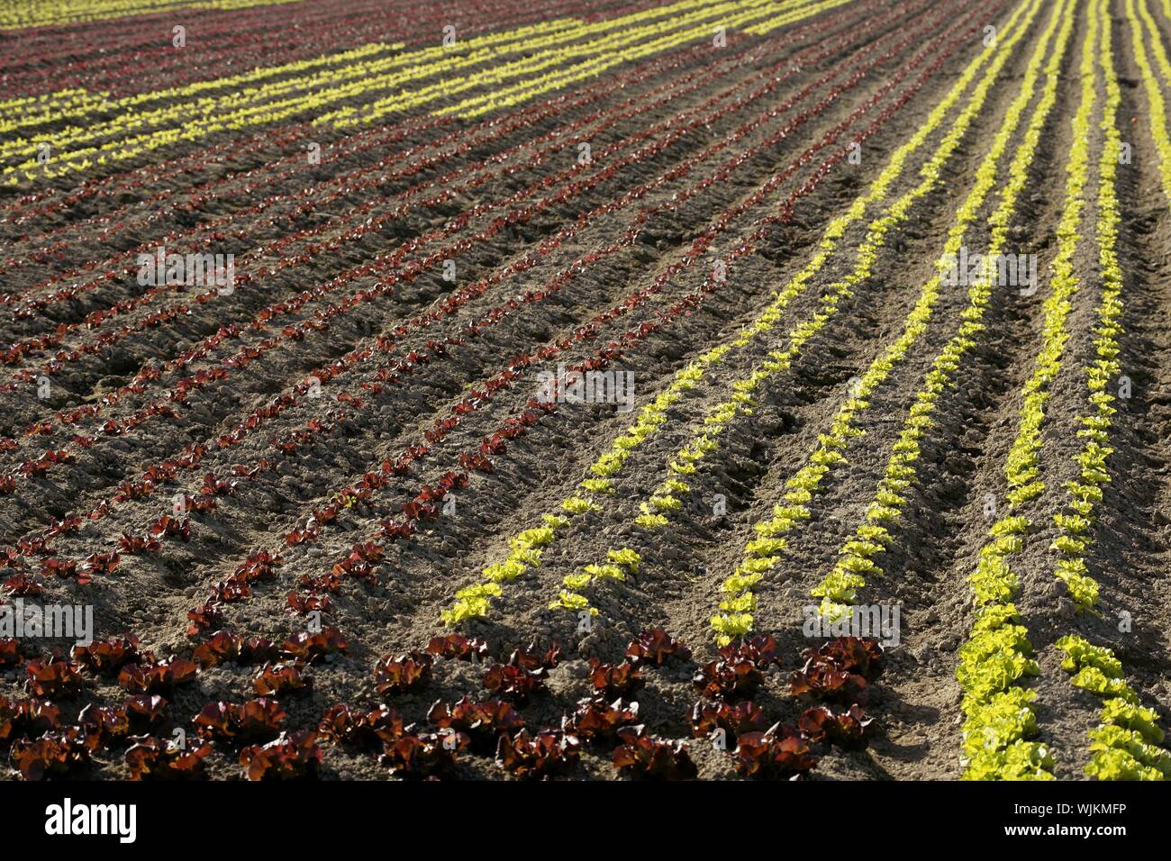 Red little baby lettuce in the fields from spain Stock Photo Alamy