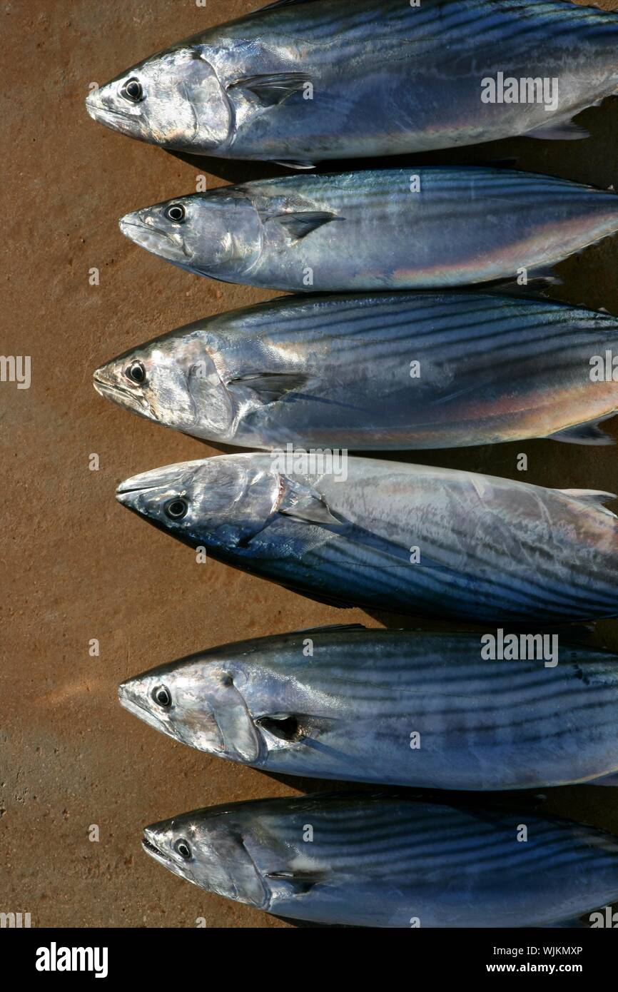 Bonito, skipjack tuna, Sarda Sarda in a row, fresh fish Stock Photo